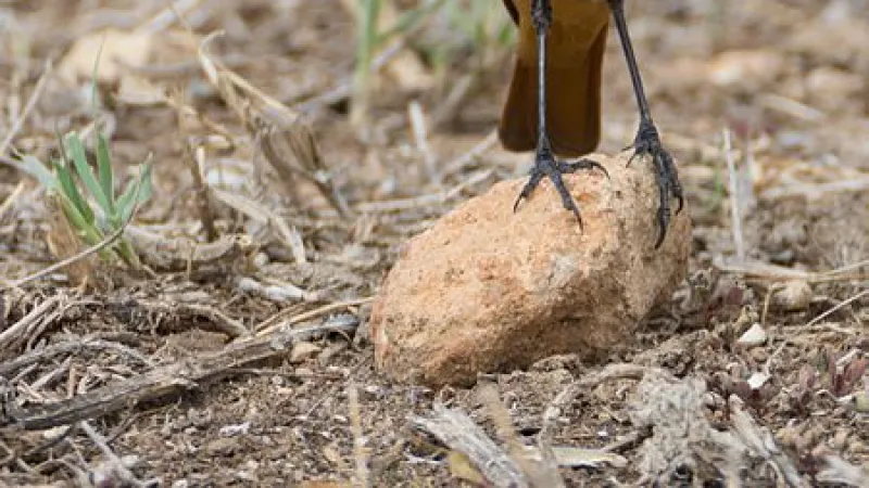 Espèces nicheuses observées à l'INSPÉ